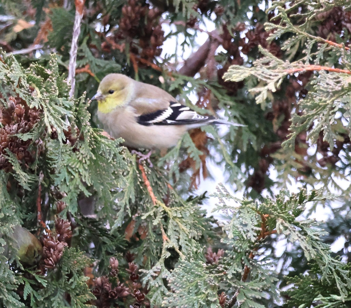 Chardonneret jaune - ML647267337