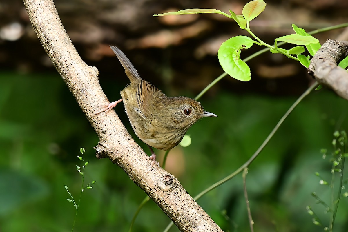 Buff-breasted Babbler - ML647267340