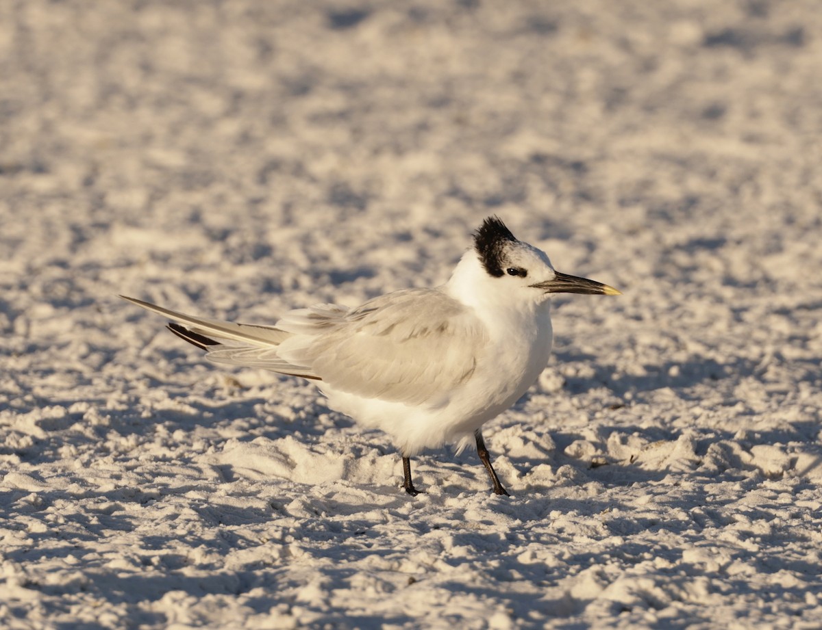 Sandwich Tern - ML647267345