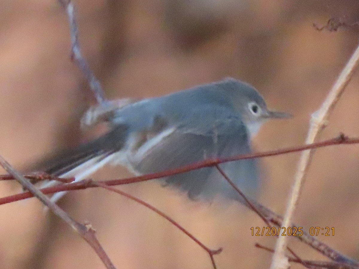 Blue-gray Gnatcatcher - ML647267349