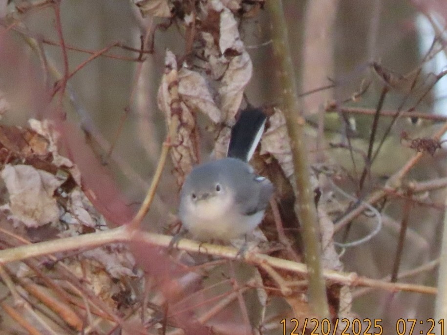Blue-gray Gnatcatcher - ML647267350