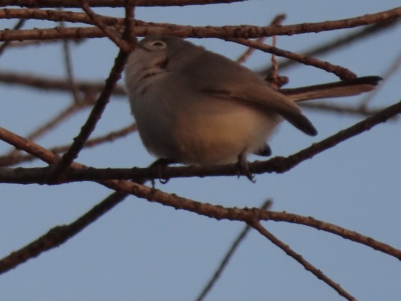 Blue-gray Gnatcatcher - ML647267351