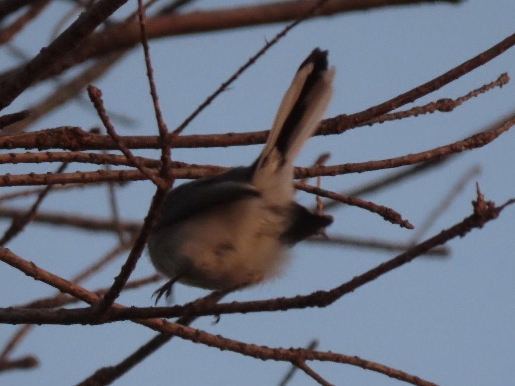 Blue-gray Gnatcatcher - ML647267352