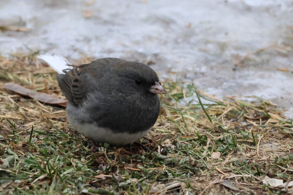 Dark-eyed Junco - ML647267357