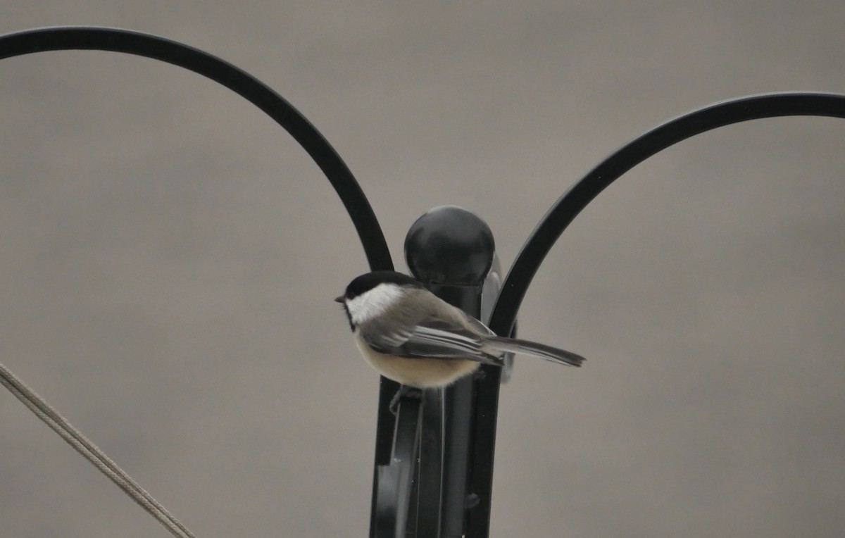 Black-capped Chickadee - ML647267373