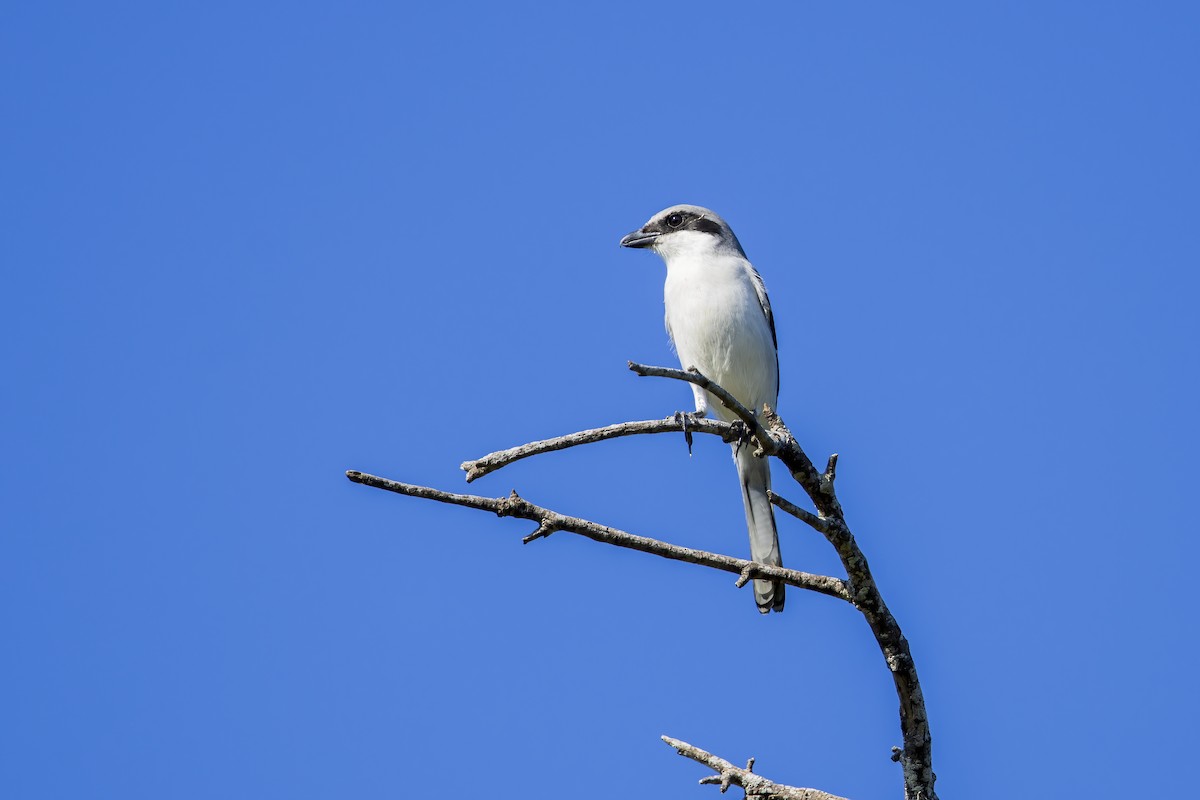 Loggerhead Shrike - ML647267375