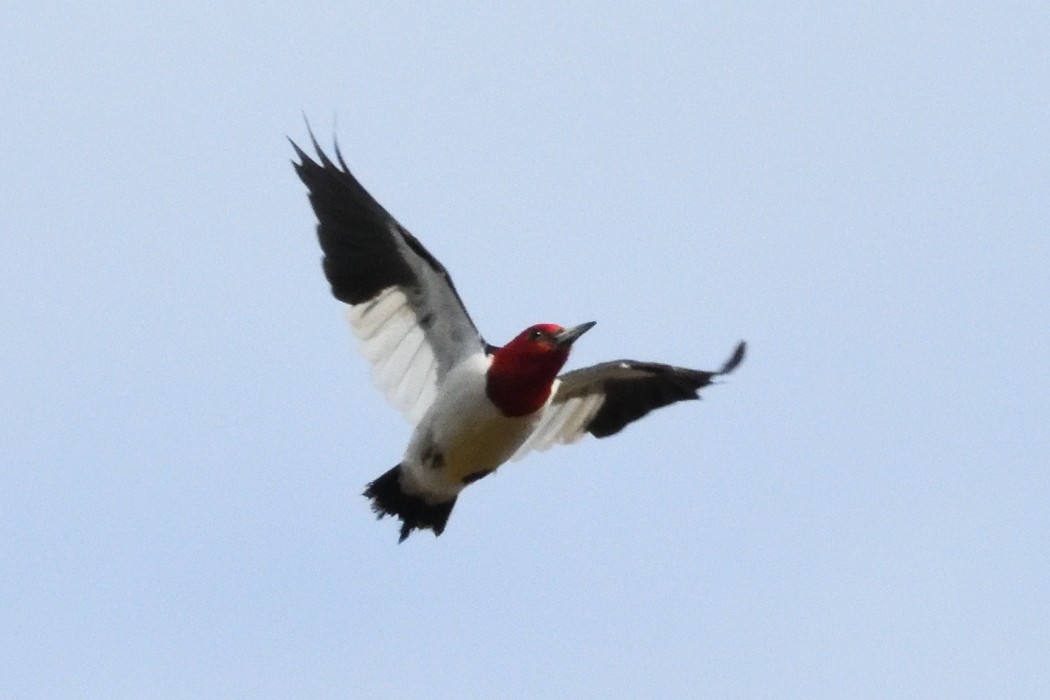 Red-headed Woodpecker - ML647267376