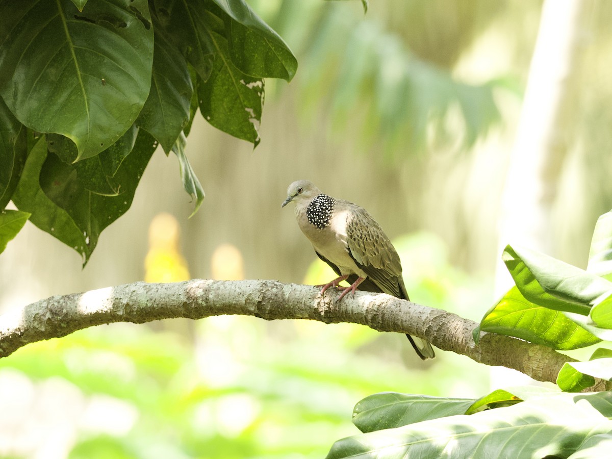Spotted Dove (Eastern) - ML647267377