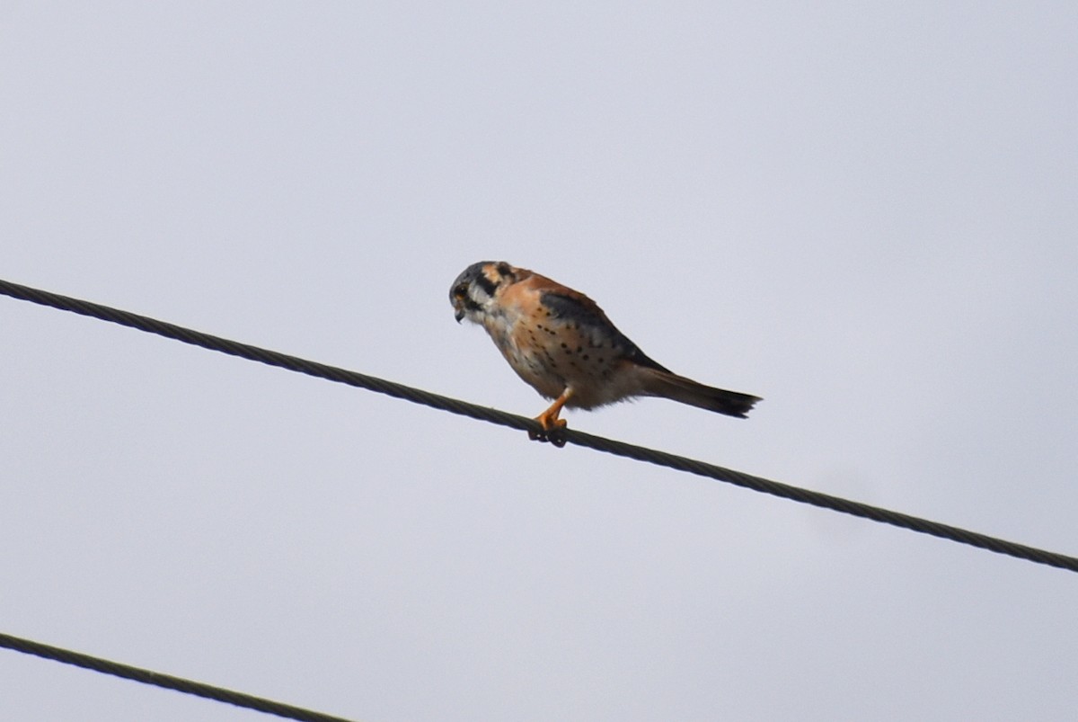 American Kestrel - ML647267378