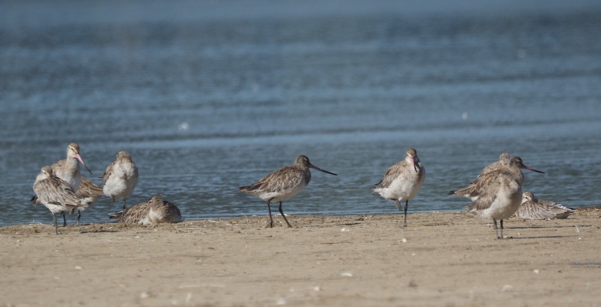 Bar-tailed Godwit - ML647267379