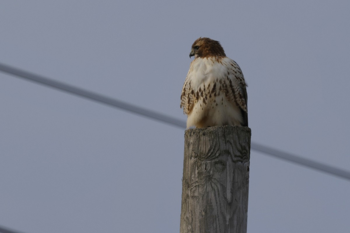 Red-tailed Hawk - ML647267380