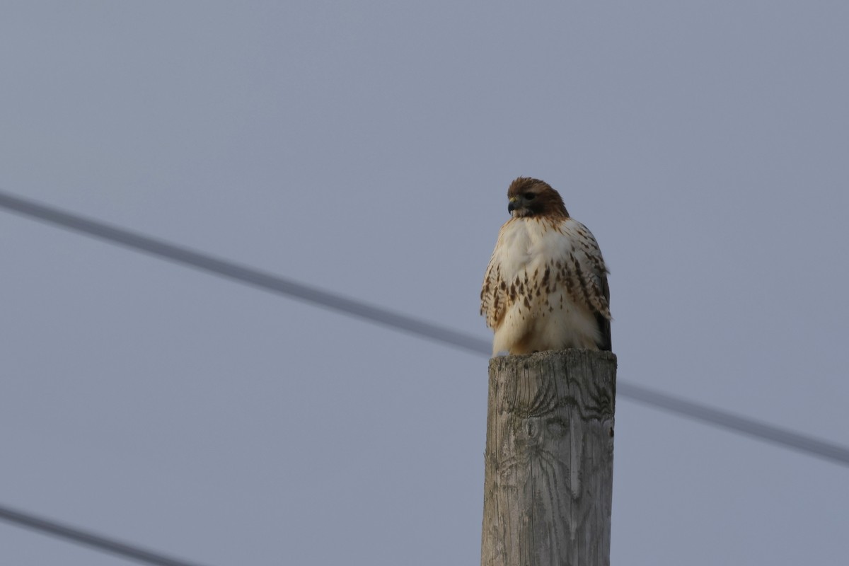 Red-tailed Hawk - ML647267381