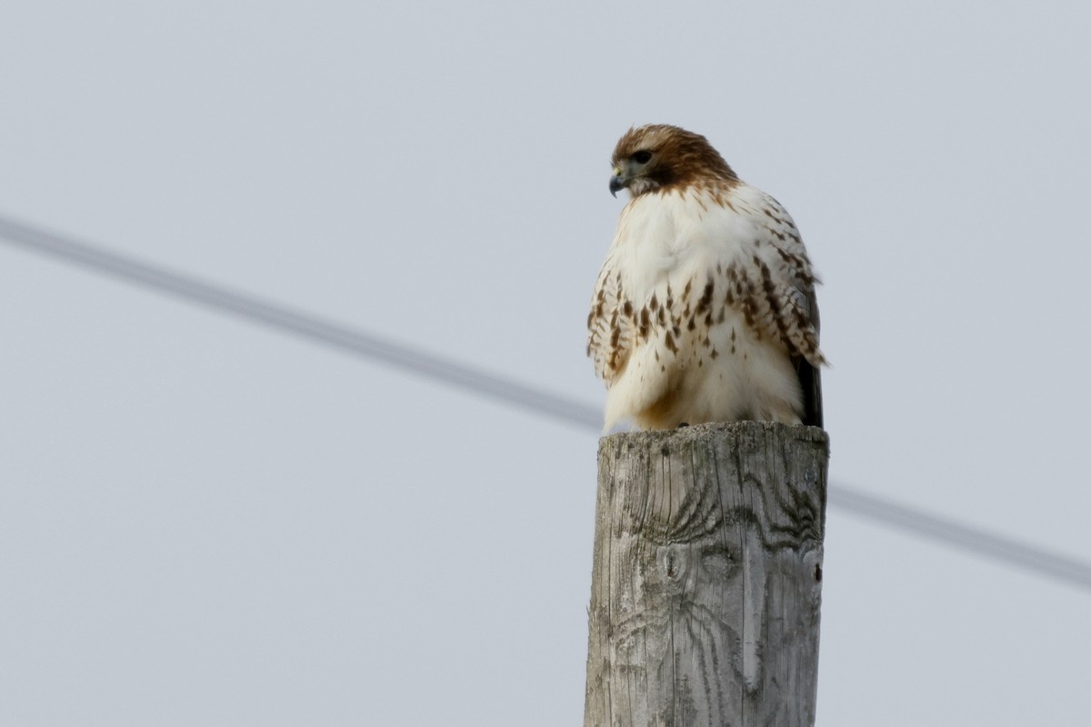 Red-tailed Hawk - ML647267382