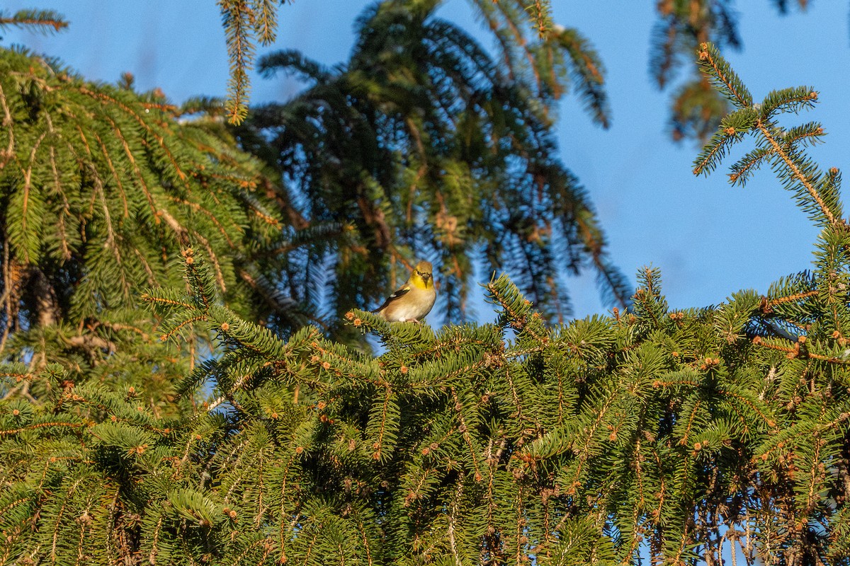 American Goldfinch - ML647267383