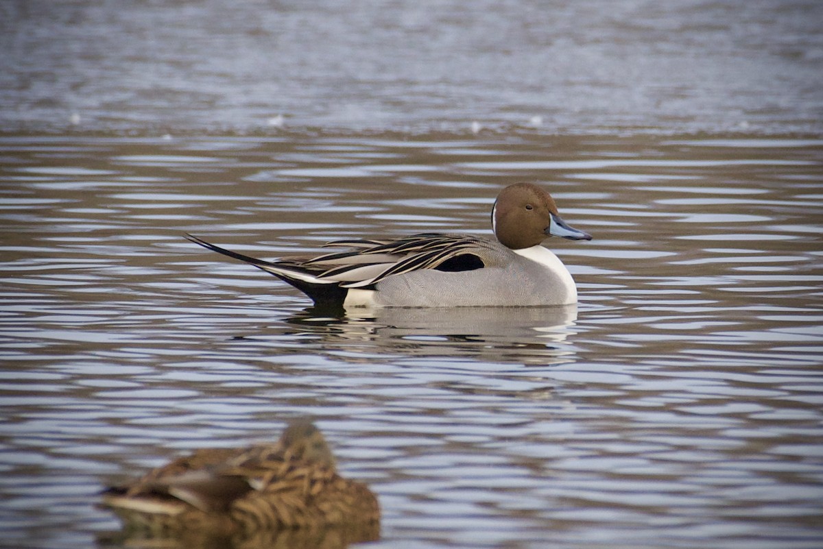 Northern Pintail - ML647267384