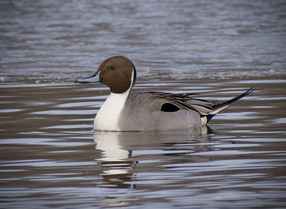 Northern Pintail - ML647267385