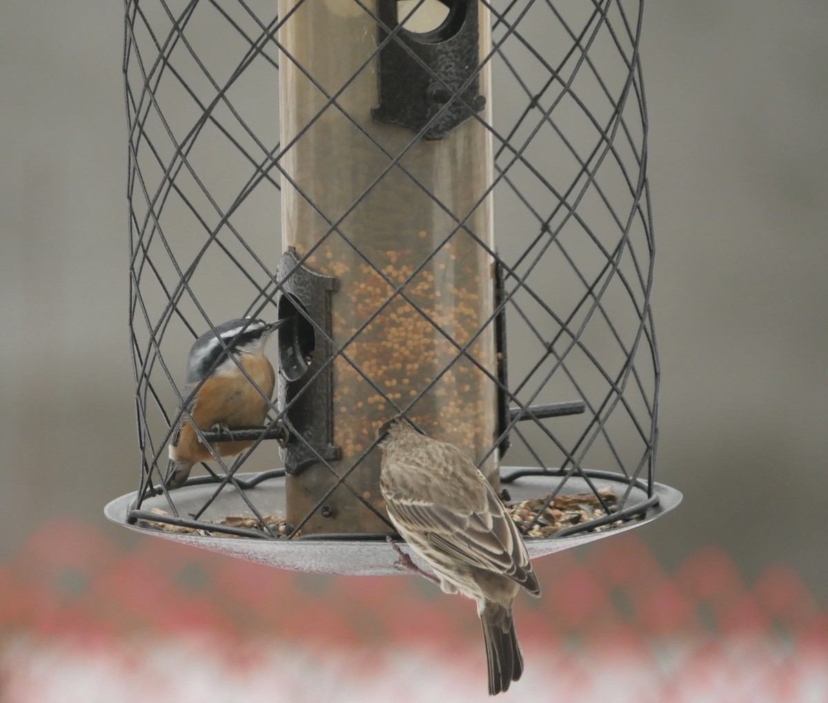 Red-breasted Nuthatch - ML647267386