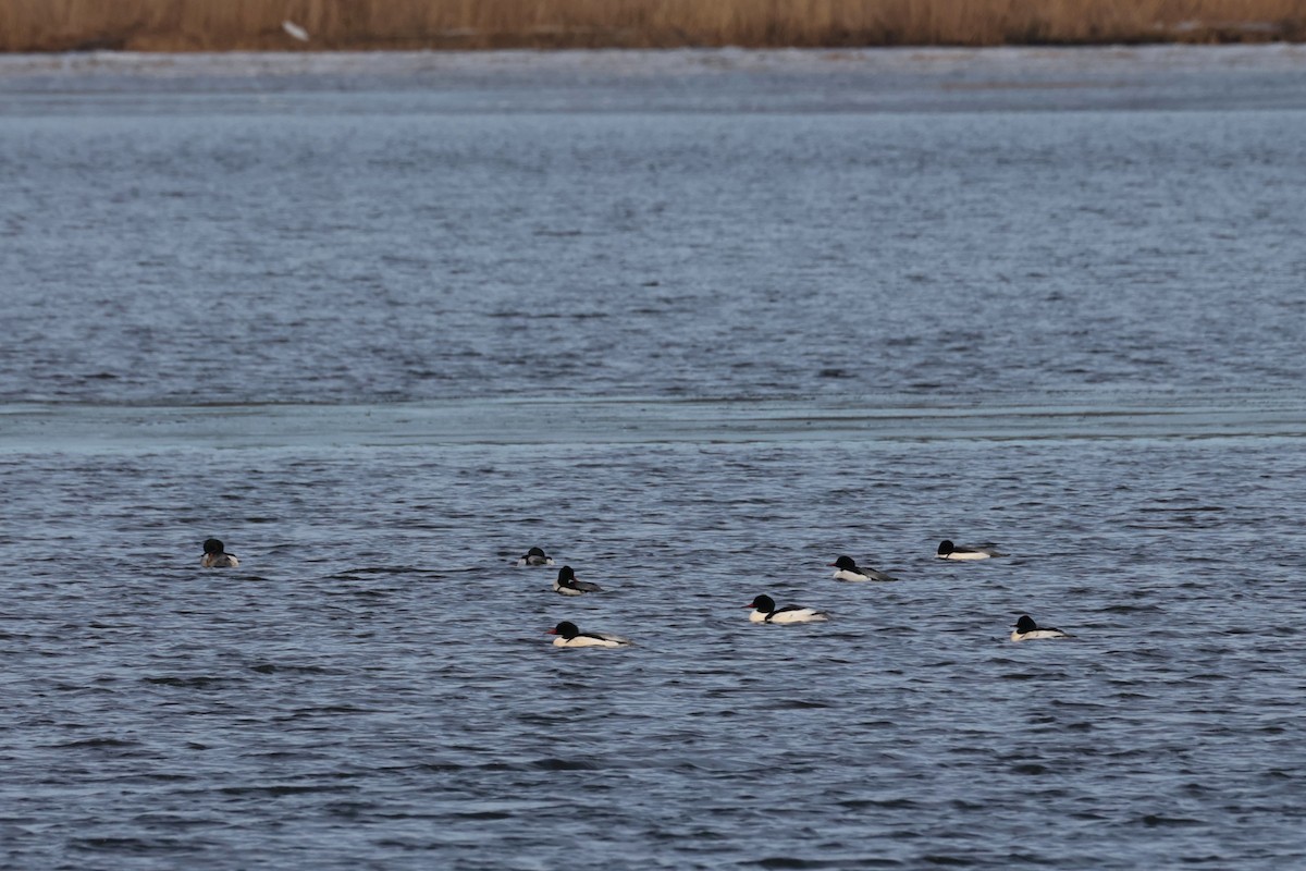 Common Merganser - ML647267387