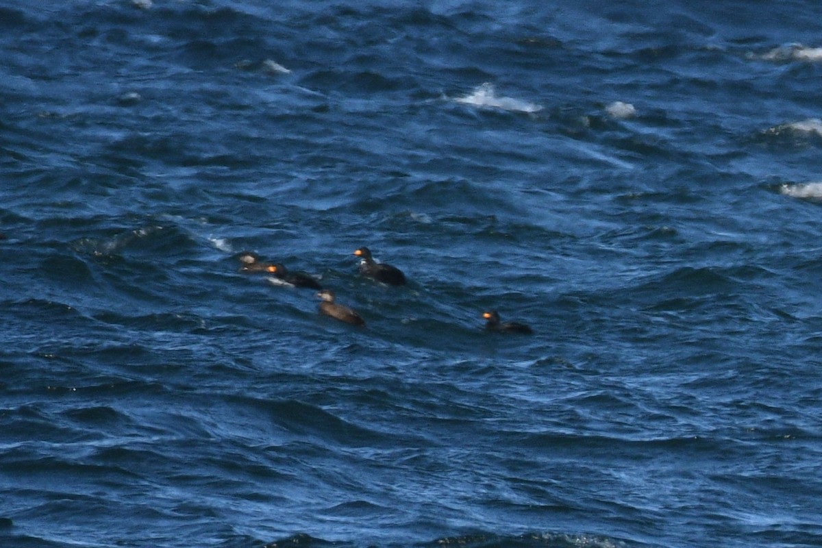 Black Scoter - ML647267388