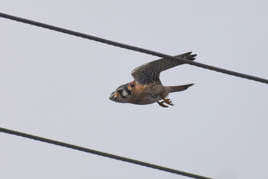 American Kestrel - ML647267389