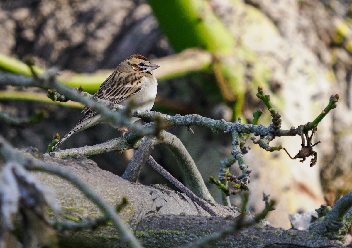 Lark Sparrow - ML647267390