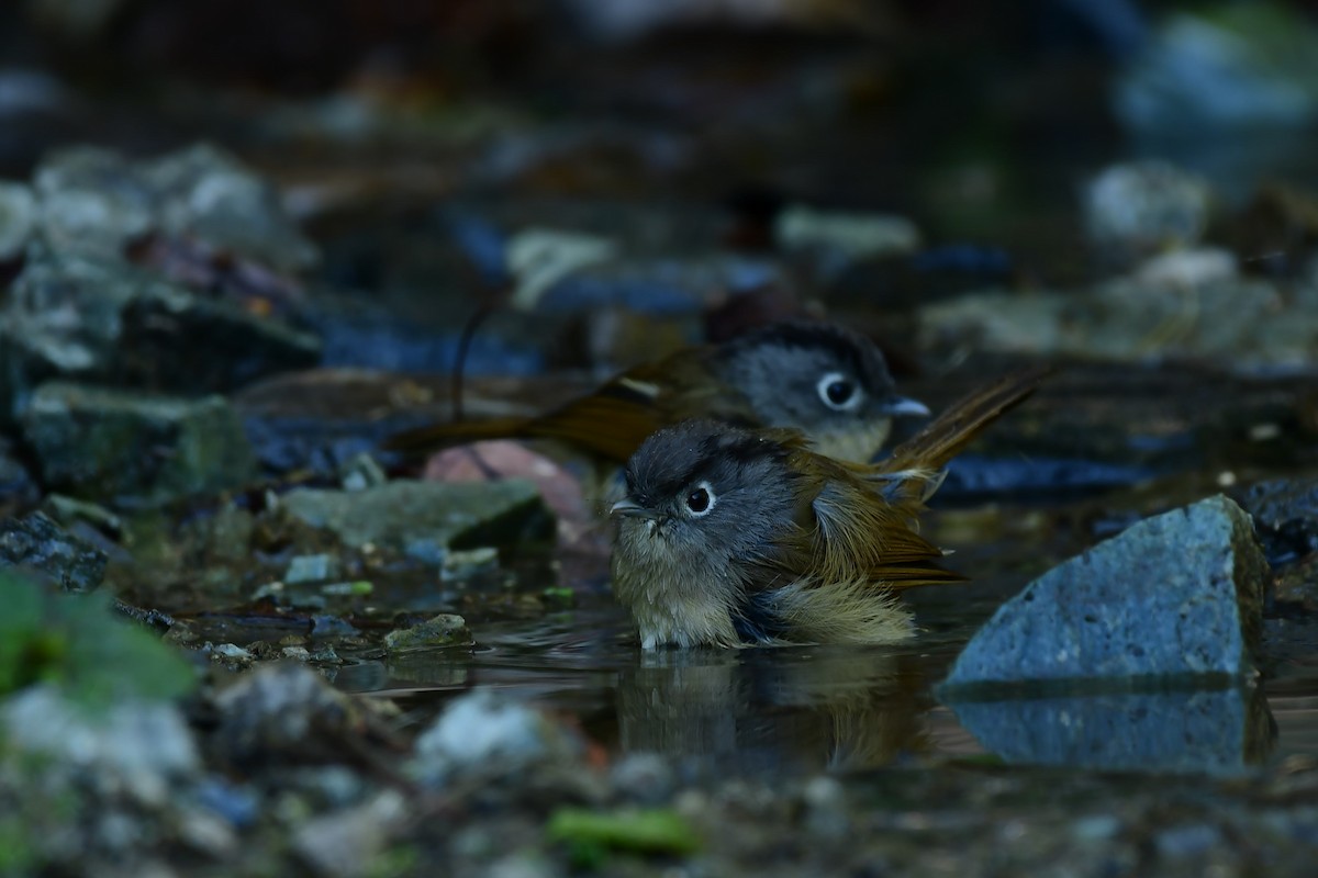 Nepal Fulvetta - ML647267391