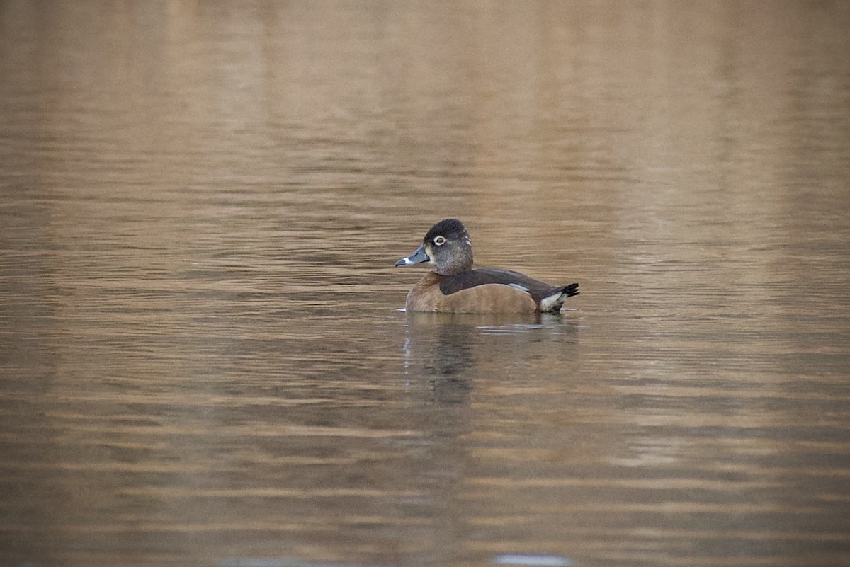 Ring-necked Duck - ML647267394