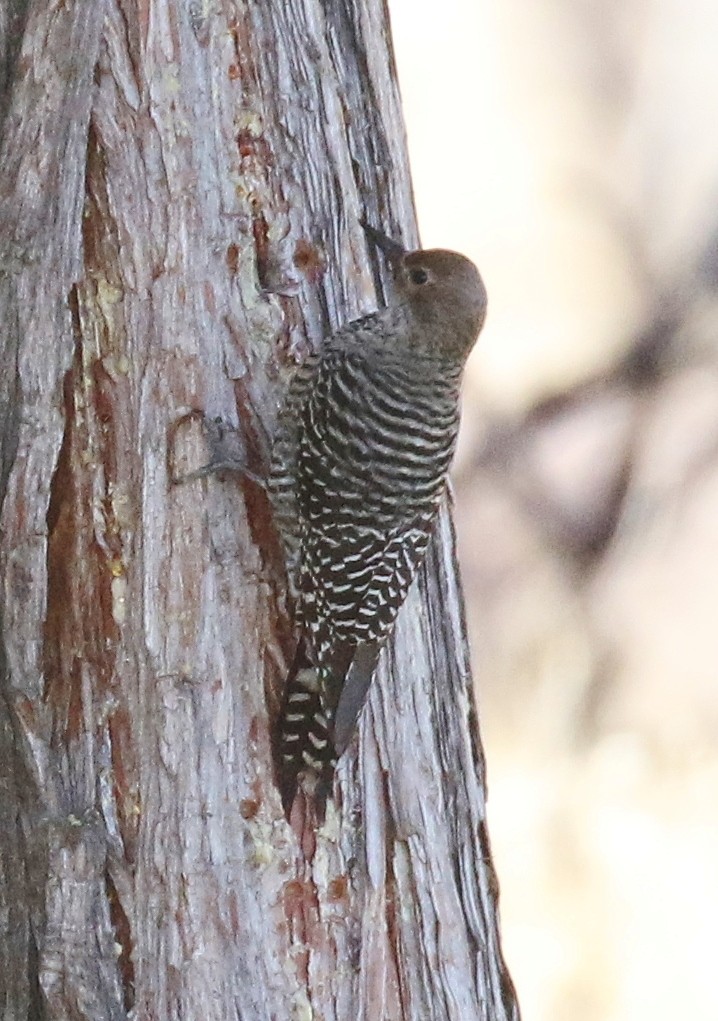 Williamson's Sapsucker - ML647267395