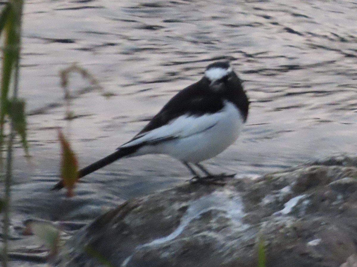 Japanese Wagtail - ML647267396