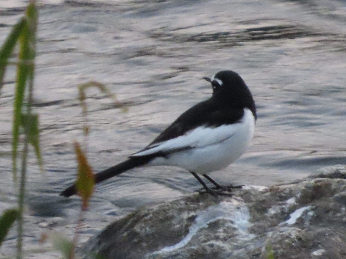 Japanese Wagtail - ML647267397
