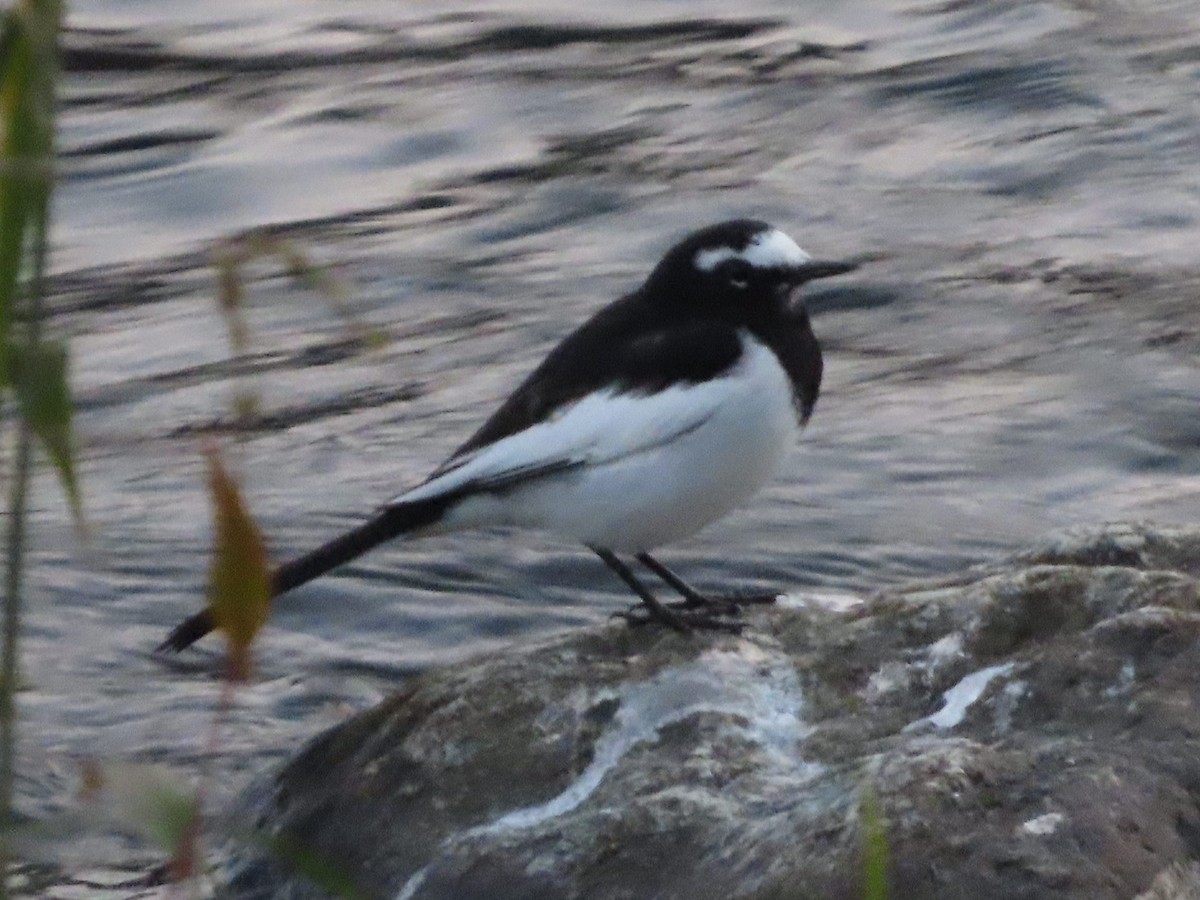 Japanese Wagtail - ML647267398