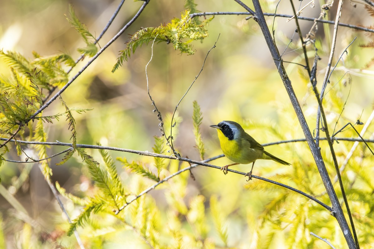 Common Yellowthroat - ML647267399