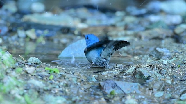 Pale Blue Flycatcher - ML647267400