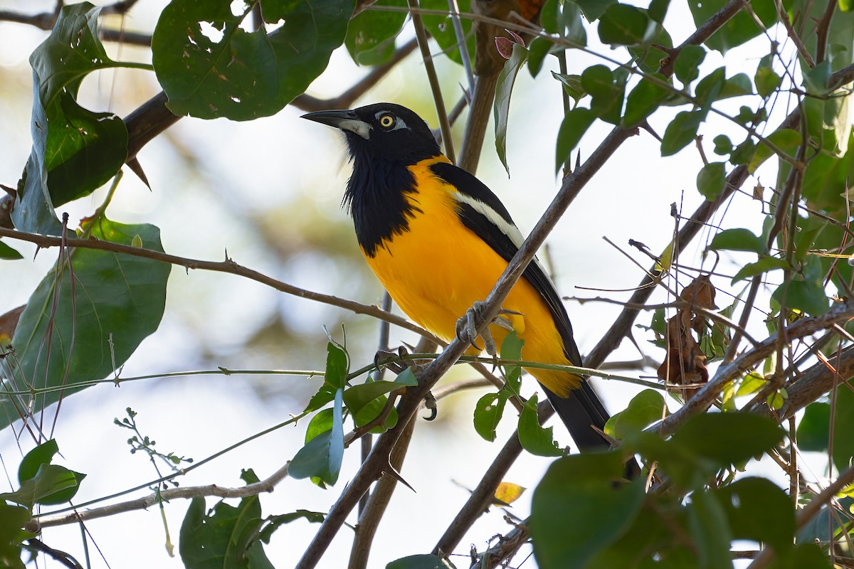 Venezuelan Troupial - ML647267404