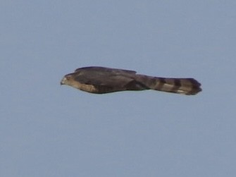 Cooper's Hawk - ML647267406