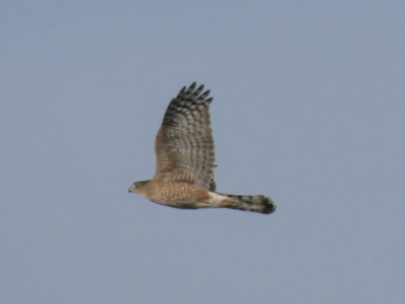 Cooper's Hawk - ML647267407