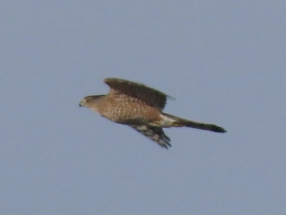 Cooper's Hawk - ML647267408