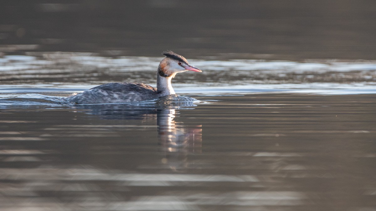 Great Crested Grebe - ML647267412