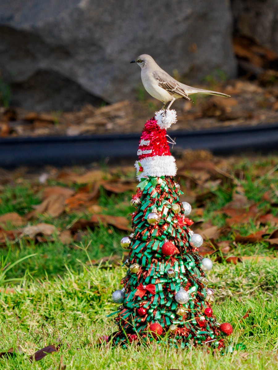 Northern Mockingbird - ML647267413