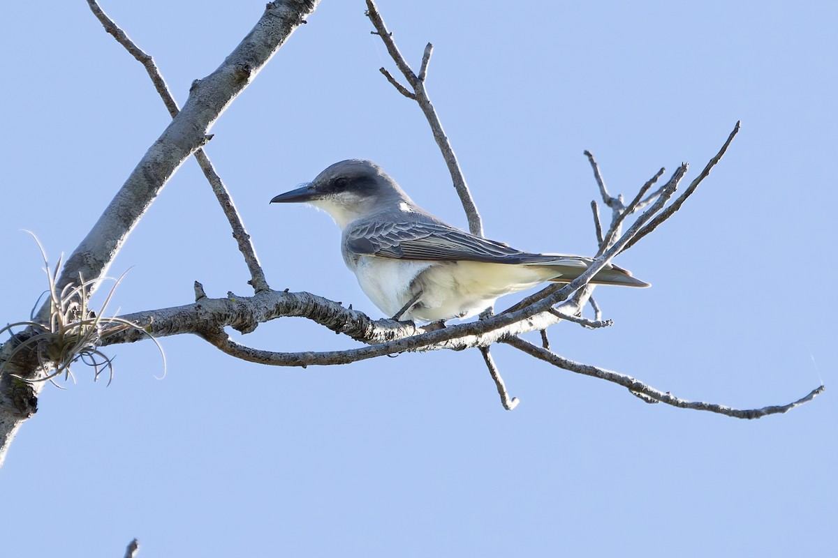 Gray Kingbird - ML647267415