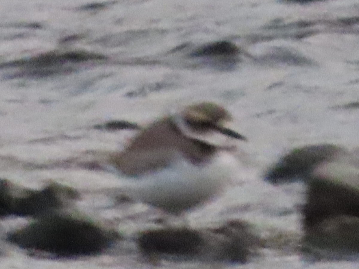 Long-billed Plover - ML647267417