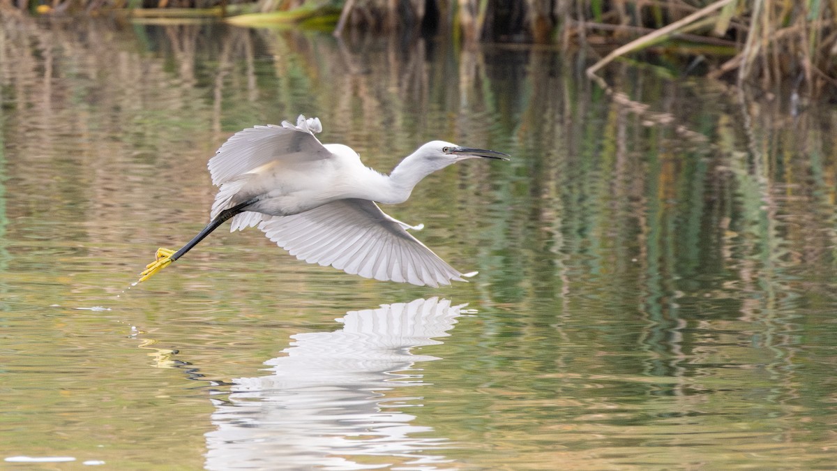 Little Egret - ML647267420