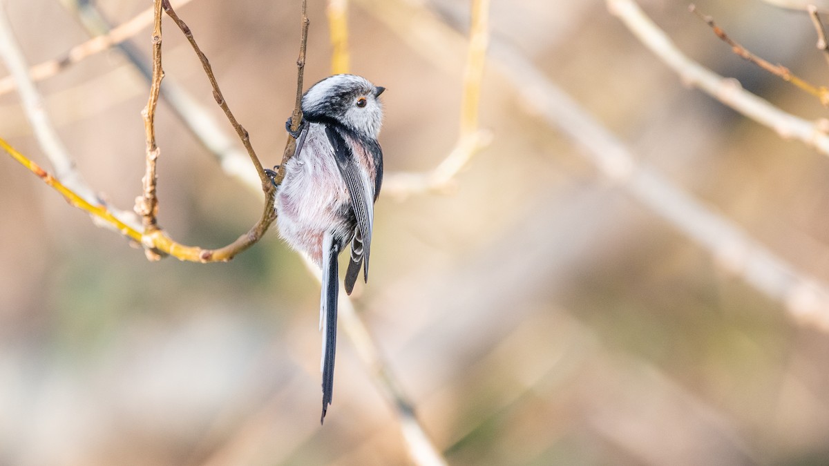 Long-tailed Tit - ML647267424