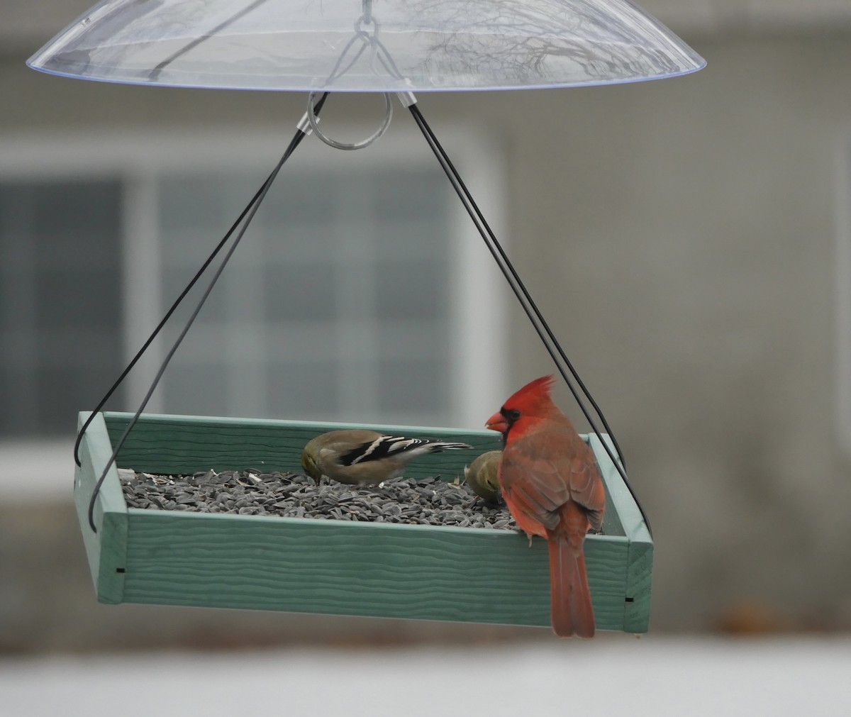 Cardinal rouge - ML647267425