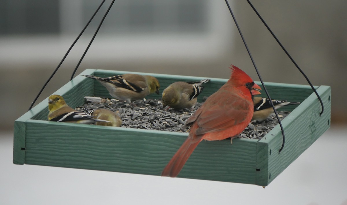 Cardinal rouge - ML647267426