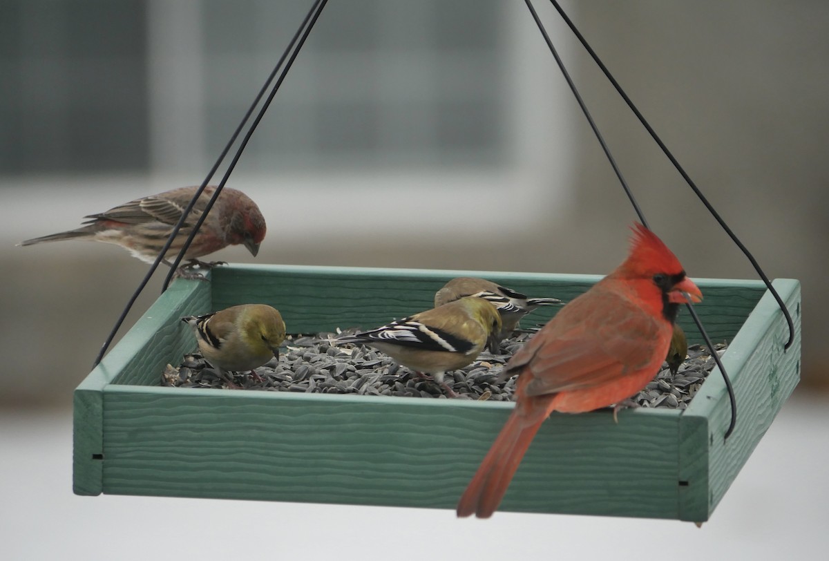 Cardinal rouge - ML647267427