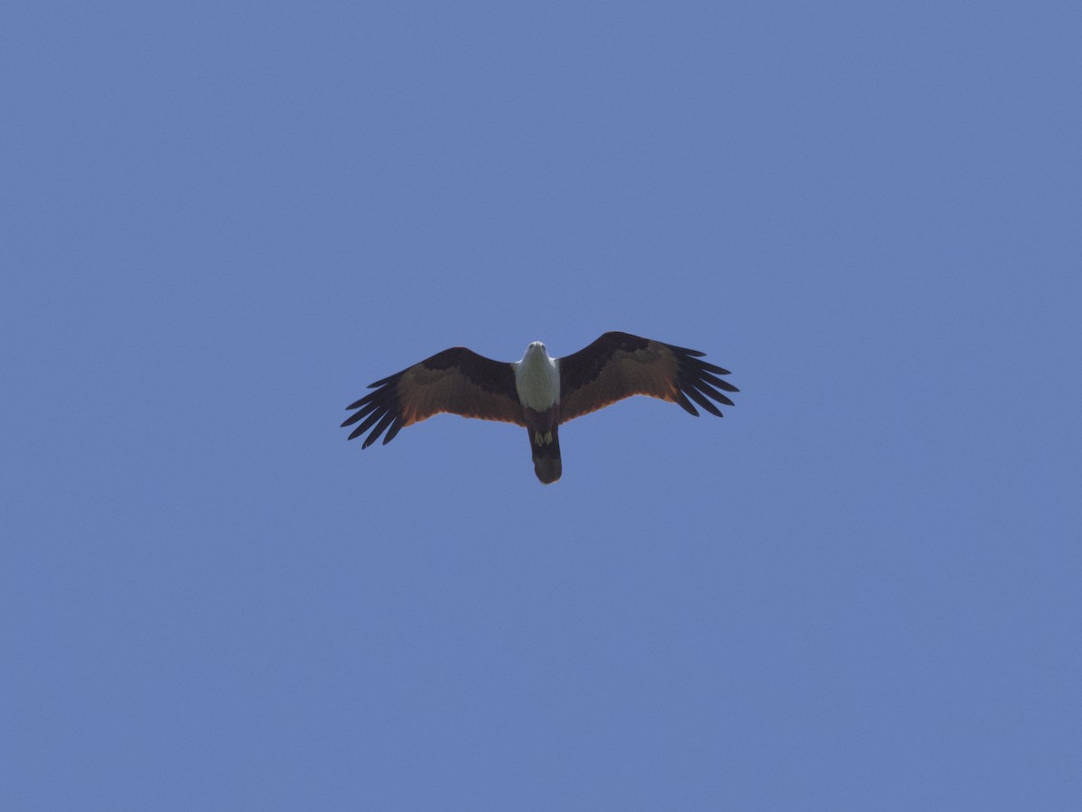 Brahminy Kite - ML647267428