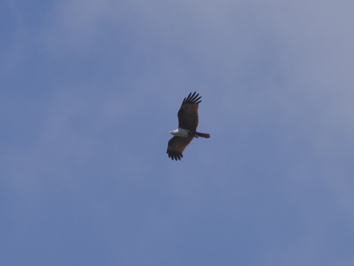 Brahminy Kite - ML647267429