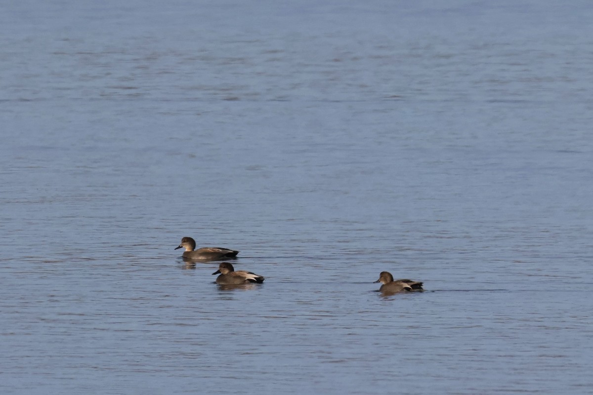 Boz Ördek - ML647267430