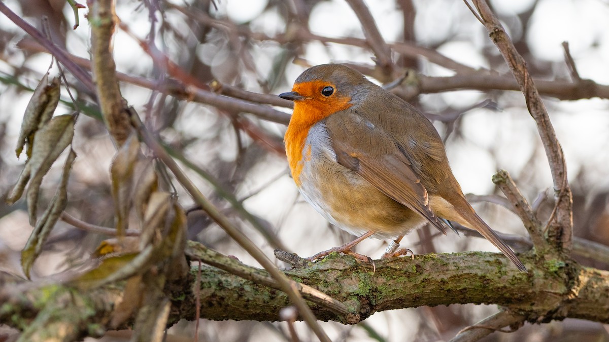 European Robin - ML647267434
